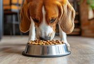 Alergia alimentar em cães e gatos: veja os ingredientes mais associados ao problema