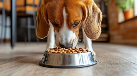 cachorro comida racao