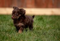 Saiba qual é o tom de voz ideal para falar com filhotes de cachorro, segundo a Ciência