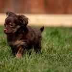Qual é a idade certa para separar um filhote de cachorro da mãe? Veterinário faz alerta importante