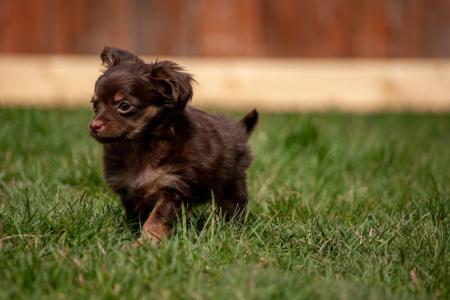 Qual é a idade certa para separar um filhote de cachorro da mãe? Veterinário faz alerta importante