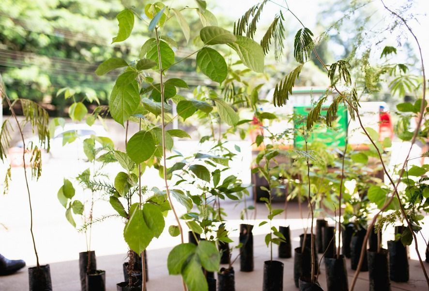 Pouso Alegre promove ações para a Semana do Meio Ambiente 2026