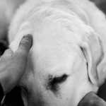 Pets: estudo indica que perda de um animal pode causar luto prolongado