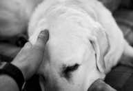 Pets: estudo indica que perda de um animal pode causar luto prolongado