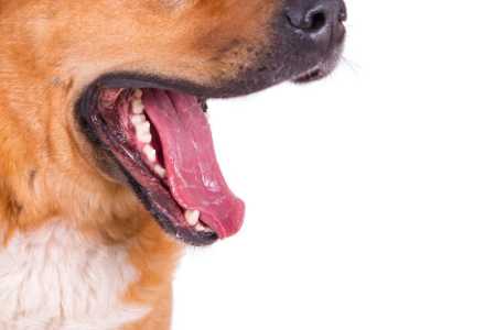 cachorro