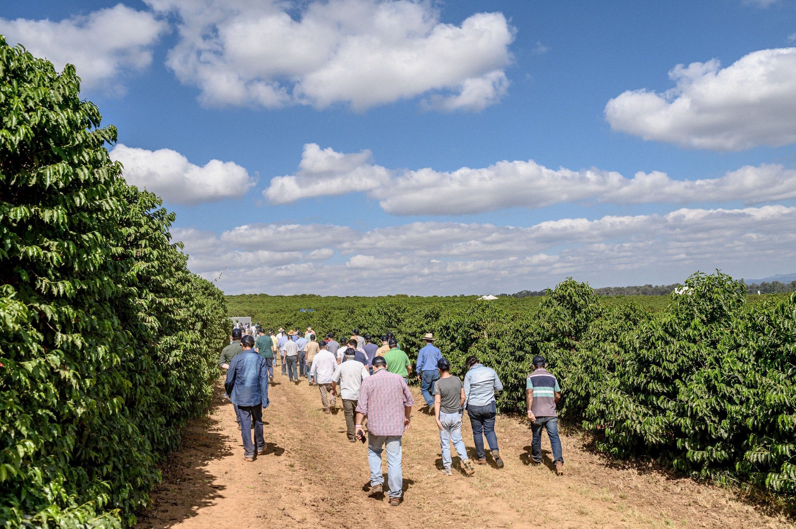 Fundação Procafé promove Dias de Campo, em Varginha, esta semana