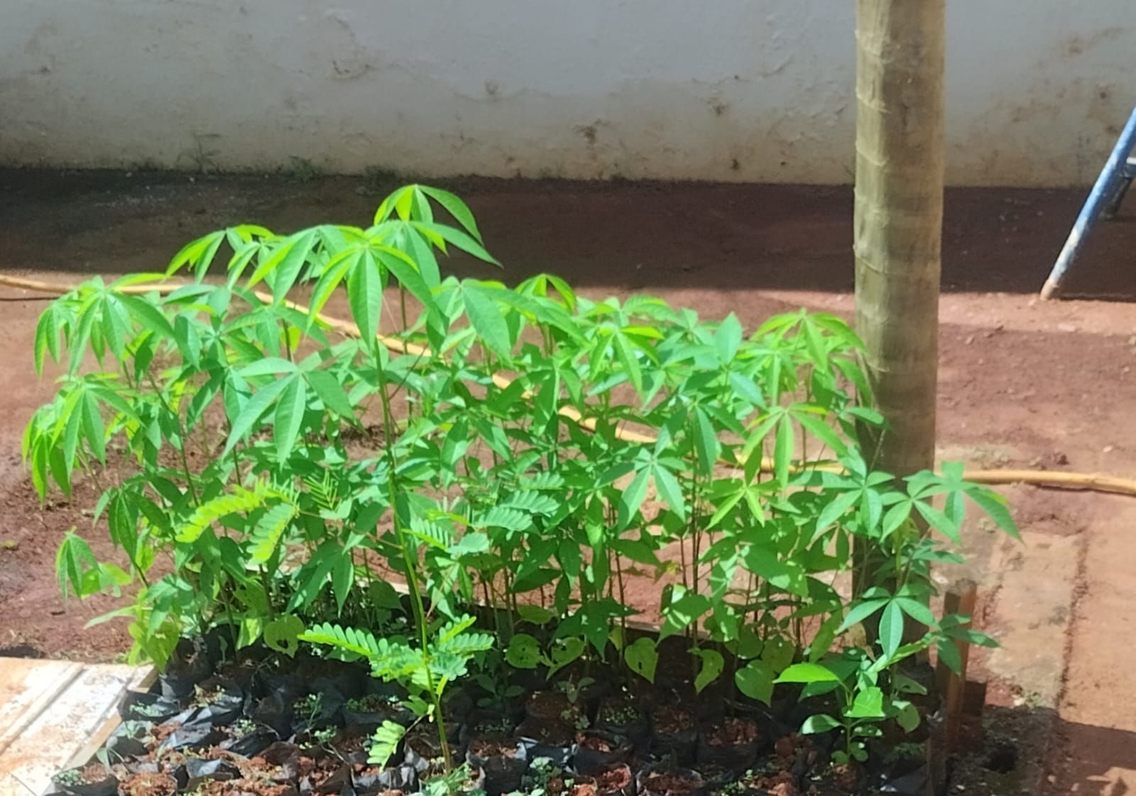 Duzentos anos atrás, milhares de árvores foram plantadas para conter a erosão dos rios