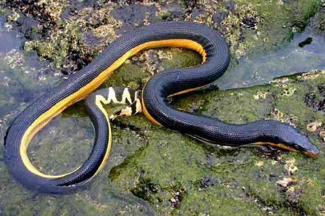 Letal e apavorante: veneno dessa serpente poderia matar 100 homens com uma única dose