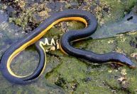 Letal e apavorante: veneno dessa serpente poderia matar 100 homens com uma única dose