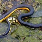 Letal e apavorante: veneno dessa serpente poderia matar 100 homens com uma única dose