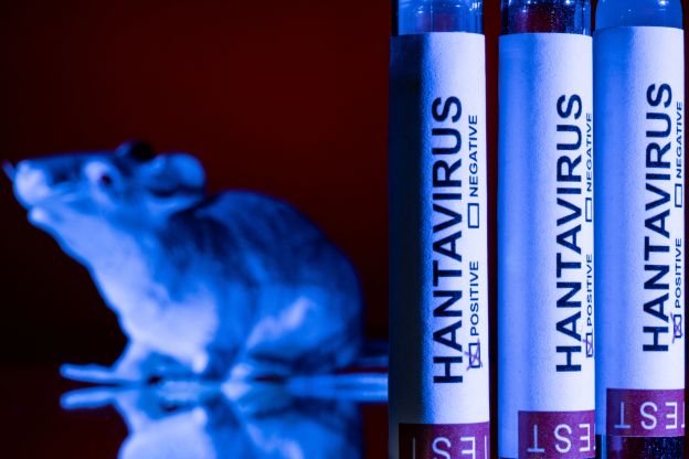 Hantavírus mata 1 pessoa no RS; estado registra 2 contaminações em zonas rurais