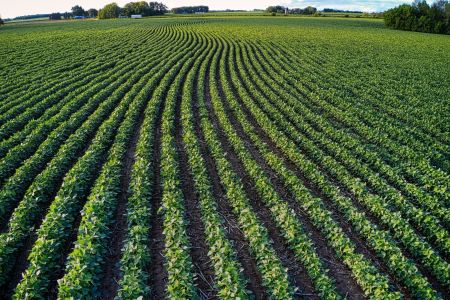 Novo Desenrola Rural: governo amplia prazo e mira 800 mil novos agricultores