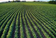 Novo Desenrola Rural: governo amplia prazo e mira 800 mil novos agricultores
