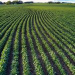 Novo Desenrola Rural: governo amplia prazo e mira 800 mil novos agricultores