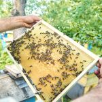 Do Sertão para o mundo: mel do Norte de Minas já soma 350 toneladas exportadas