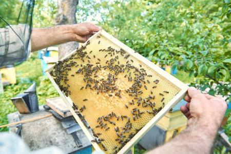 Do Sertão para o mundo: mel do Norte de Minas já soma 350 toneladas exportadas