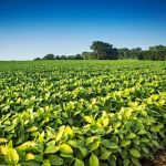 Processar soja no Brasil rende 4 vezes mais do que exportar o grão: entenda