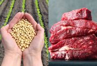 Agro brasileiro bate recorde e exporta US$ 16,6 bi em abril; soja e carne bovina são destaque