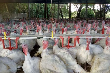 Paraná bate recorde nas exportações de perus com salto de 34% no trimestre