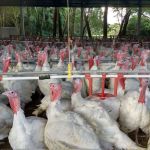 Paraná bate recorde nas exportações de perus com salto de 34% no trimestre