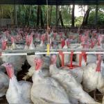 México bloqueia aves do Brasil após foco de Newcastle em SC; país lidera compras de carne de peru