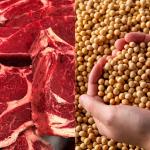 Soja e carnes disparam: agro do Brasil alcança US$ 87 bilhões no 1° semestre