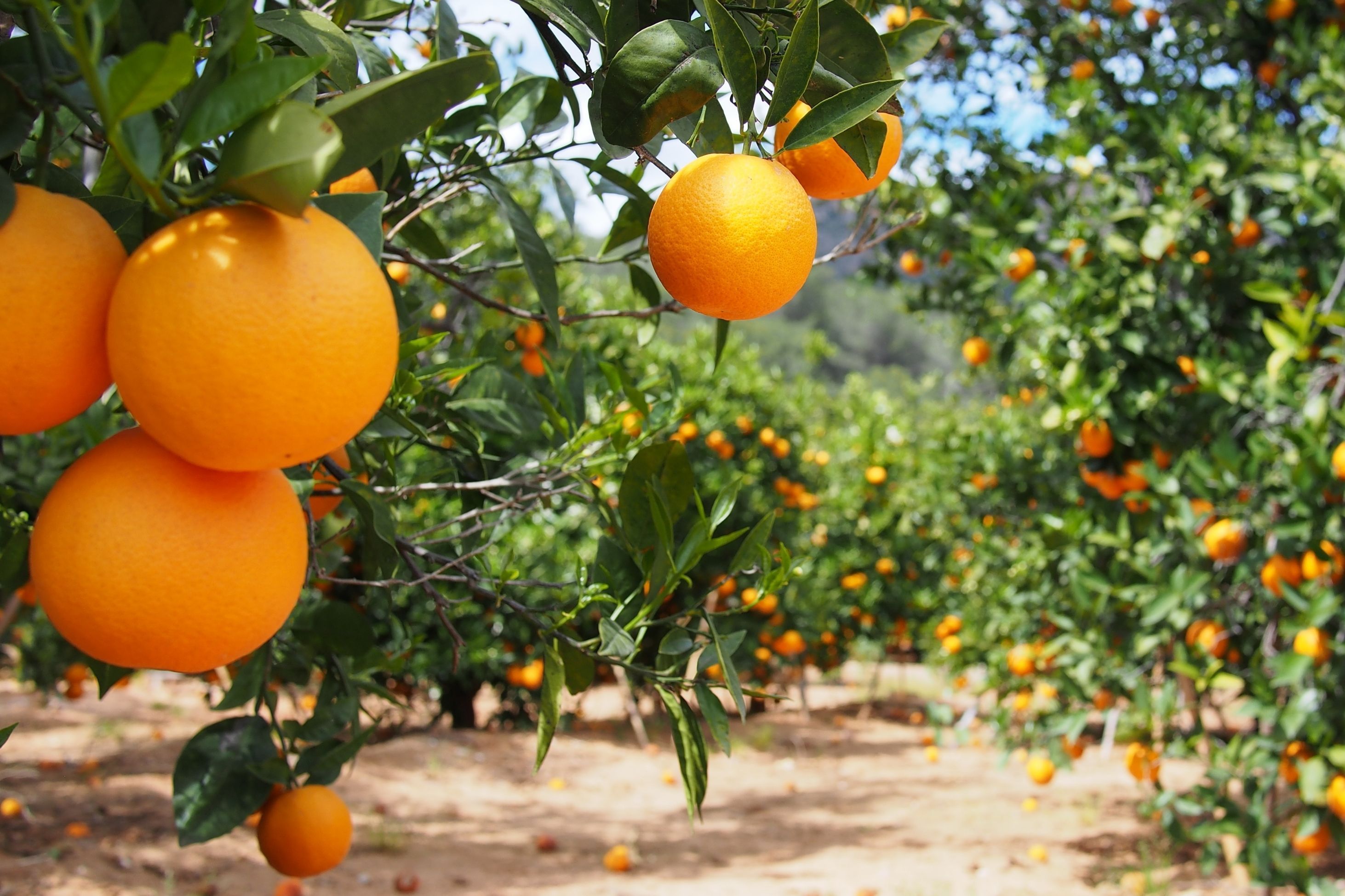 Minas investe R$ 3 milhões e usa IA para para proteger citricultura contra o greening