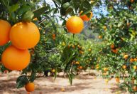Safra de laranja 2026/27 deve recuar 12,9% sob pressão climática e avanço do greening