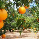 Safra de laranja 2026/27 deve recuar 12,9% sob pressão climática e avanço do greening