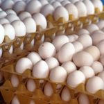 Com demanda aquecida, preço do ovo dispara 10% no início de maio