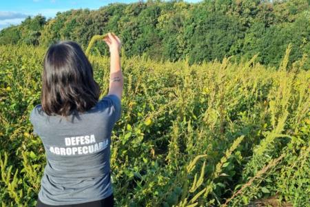 Caruru-gigante: RS descarta praga devastadora da soja, mas nova espécie preocupa