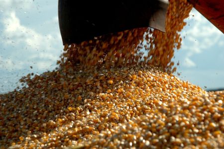 Além do café: produção de grãos em Minas cresceu 61% na última década