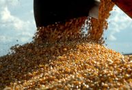 Além do café: produção de grãos em Minas cresceu 61% na última década
