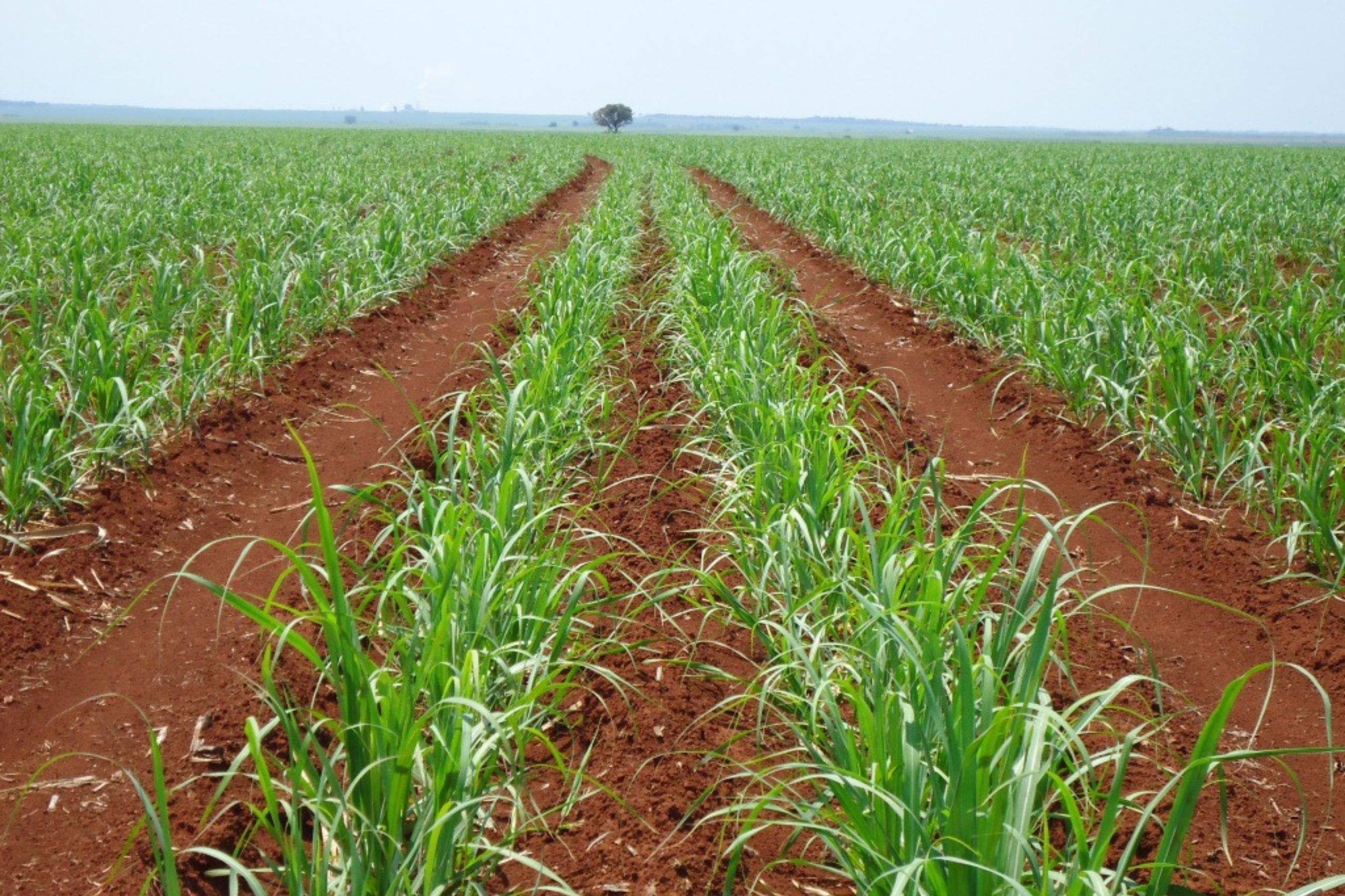 Minas Gerais se prepara para safra recorde de cana-de-açúcar com salto na produção