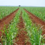 Minas Gerais se prepara para safra recorde de cana-de-açúcar com salto na produção