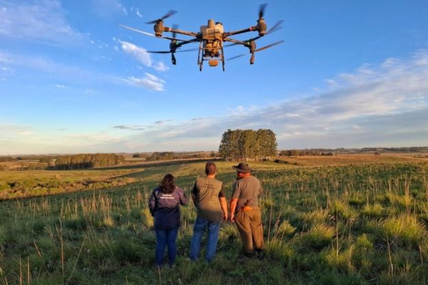 Teste inédito usa drones e produto biológico nas pastagens contra carrapato bovino