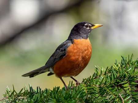 O tordo americano tem um peito vermelho alaranjado e bota ovos azuis • Wikipédia/ Reprodução