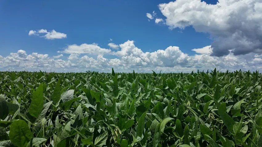 Risco de El Niño pode reduzir a projeção da safra de soja em Mato Grosso