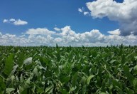 Risco de El Niño pode reduzir a projeção da safra de soja em Mato Grosso