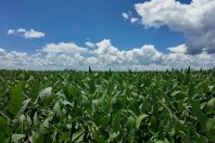 Risco de El Niño pode reduzir a projeção da safra de soja em Mato Grosso