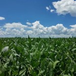 Risco de El Niño pode reduzir a projeção da safra de soja em Mato Grosso