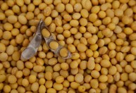 Produção de biodiesel em Mato Grosso responde por 26% do volume nacional