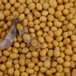 Produção de biodiesel em Mato Grosso responde por 26% do volume nacional