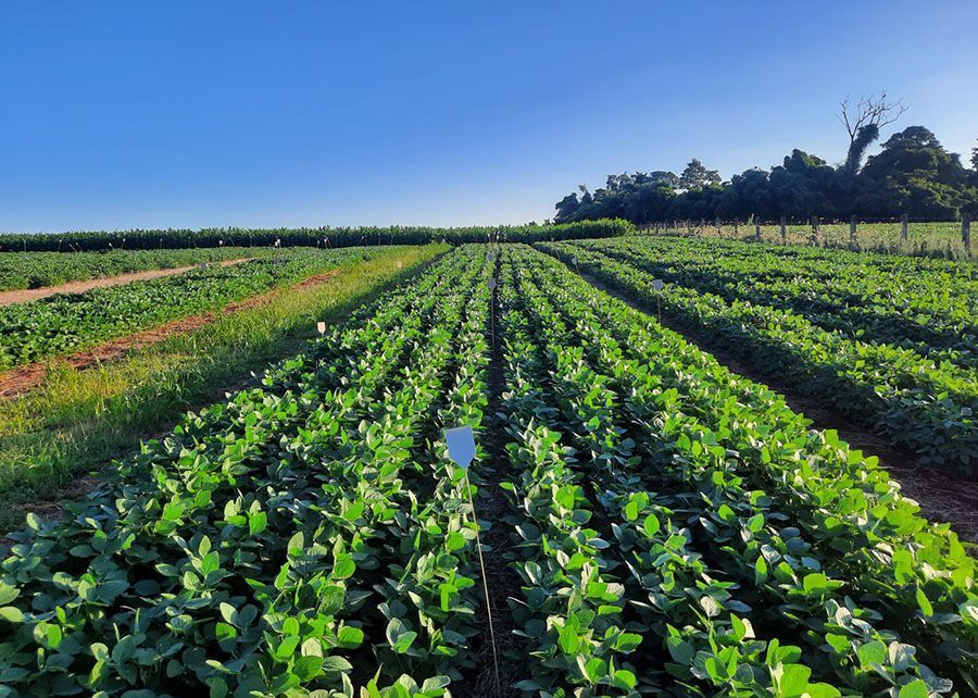 Pesquisa aponta a estruvita como alternativa nacional para fertilizantes