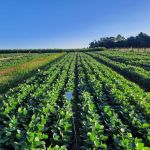 Pesquisa aponta a estruvita como alternativa nacional para fertilizantes
