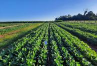 Pesquisa aponta a estruvita como alternativa nacional para fertilizantes