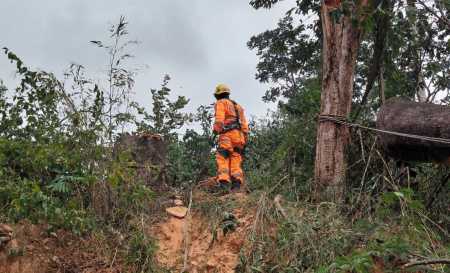 Homem morre durante corte de árvore • Divulgação | Corpo de Bombeiros