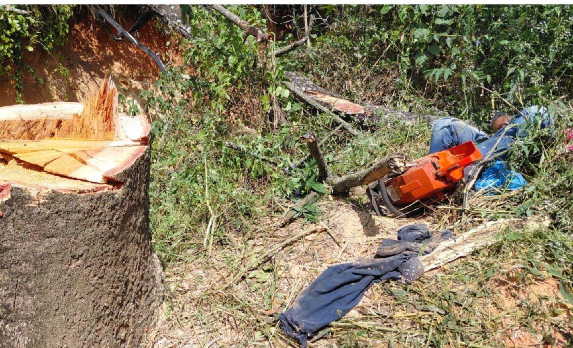 Homem morre após ser atingido por árvore que ele mesmo cortava na Grande BH