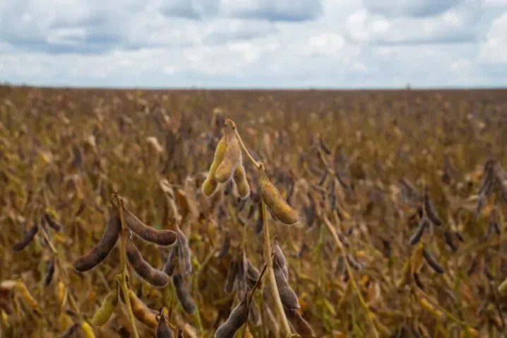 Mato Grosso mantém calendário fitossanitário da soja em 2026