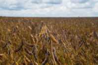 Mato Grosso mantém calendário fitossanitário da soja em 2026